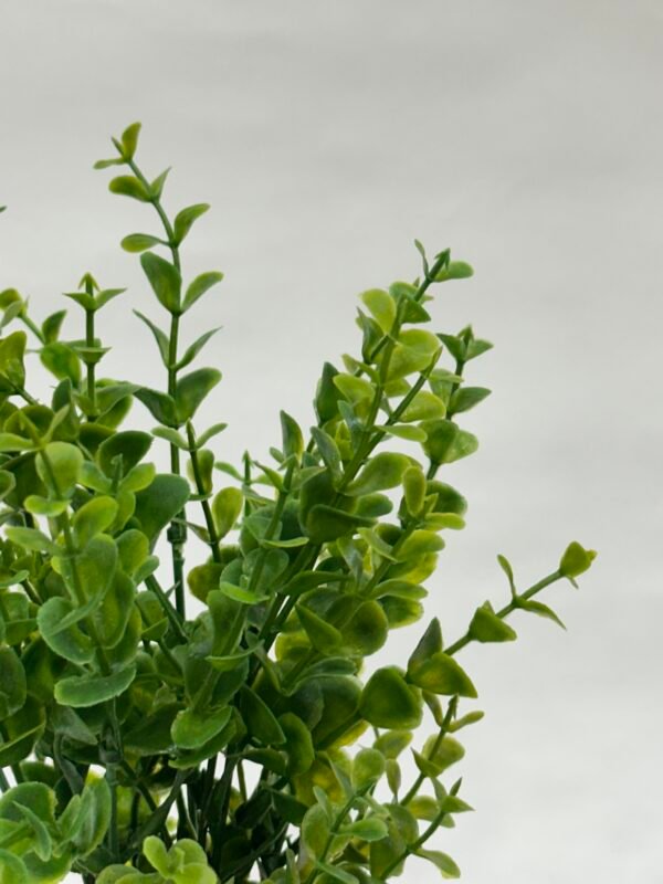 Green Planters - Full Green - Image 2