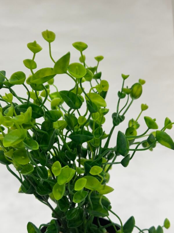 Green Planters - Full Green Pattern - Image 2